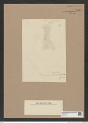 Diatomeae indet. Zeichnungen Sammlung Grunow Nr. 8467 (NHMW-BOT-W0377952)